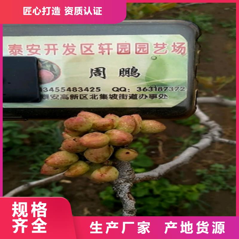【開心果紅顏草莓口碑好實力強】