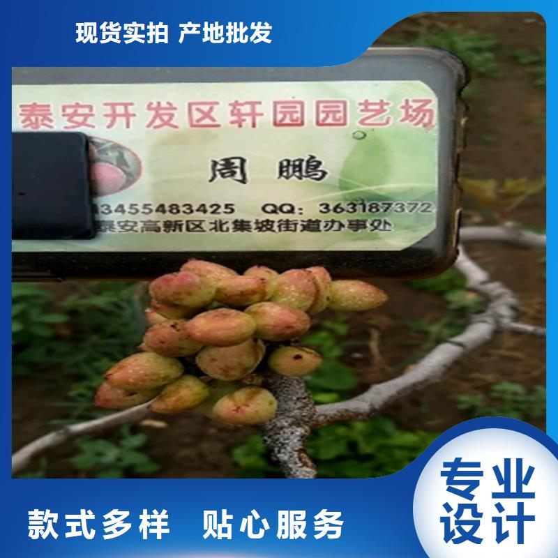 開心果適合種植地區(qū)