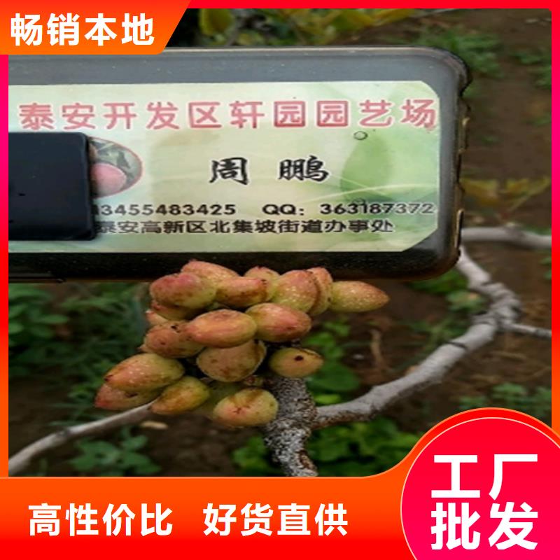 開心果苗成活率高