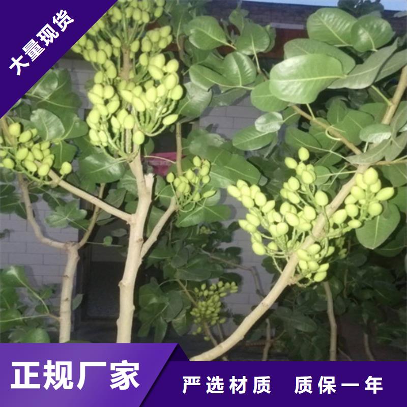 阿月浑子量大从优