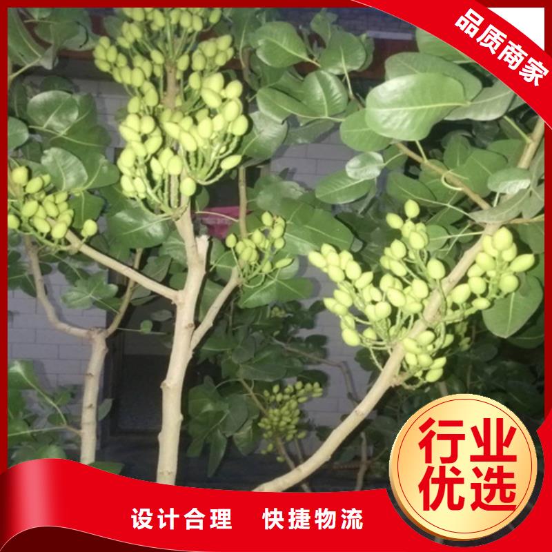 開心果苗全國發貨