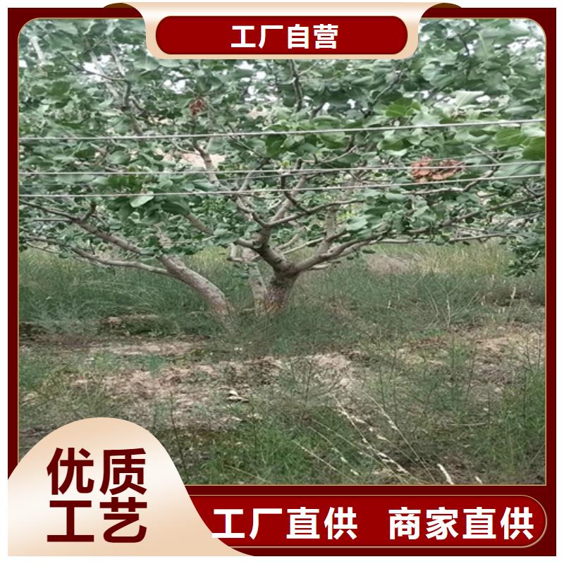 石榴树视频-石榴树|重庆市|渝中|奉节|璧山|綦江|长寿