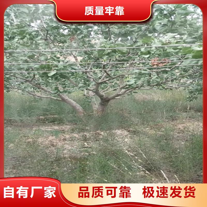開心果樹苗免費咨詢