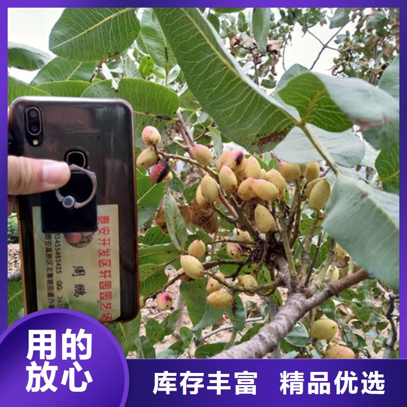 石榴树视频-广东省河源市轩园石榴树可服务区域紫金|连平|汕头|深圳|惠州|梅州|湛江|江门|肇庆等