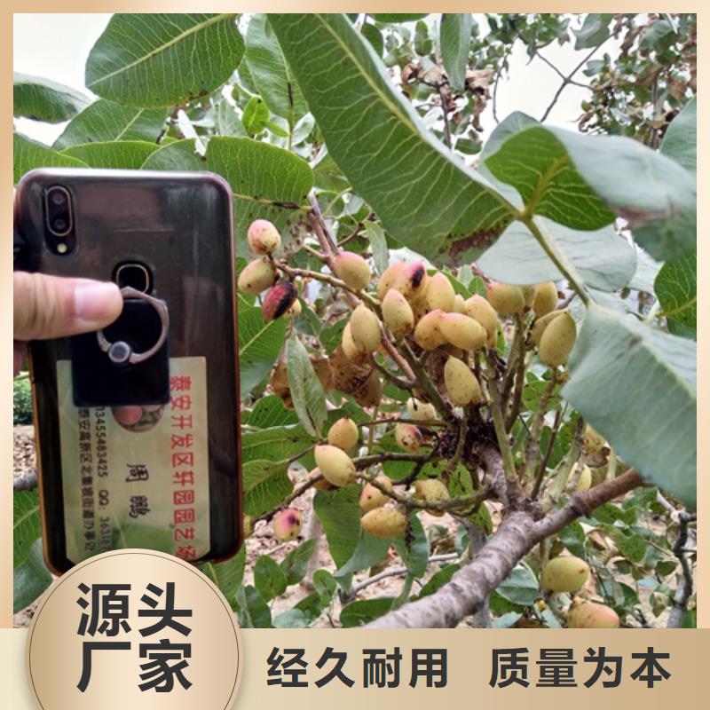 開心果板栗苗誠信廠家
