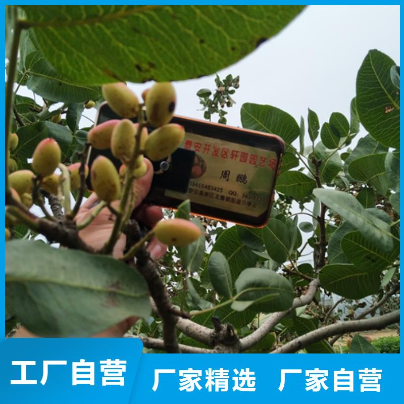 阿月渾子基地直銷