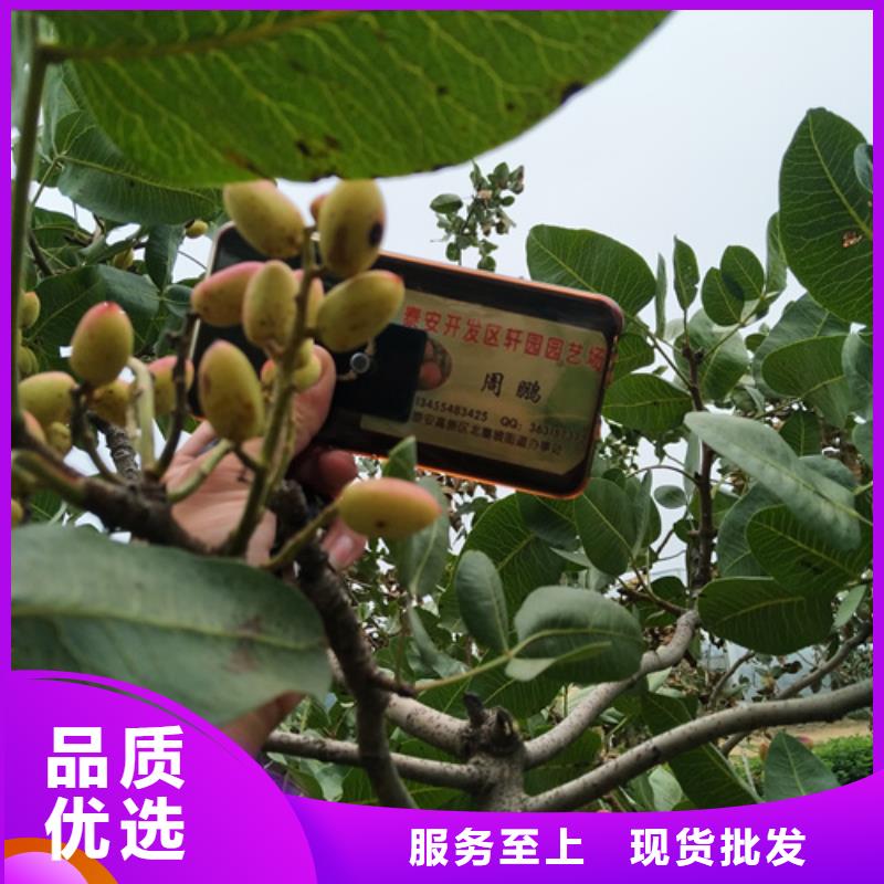 阿月渾子免費咨詢