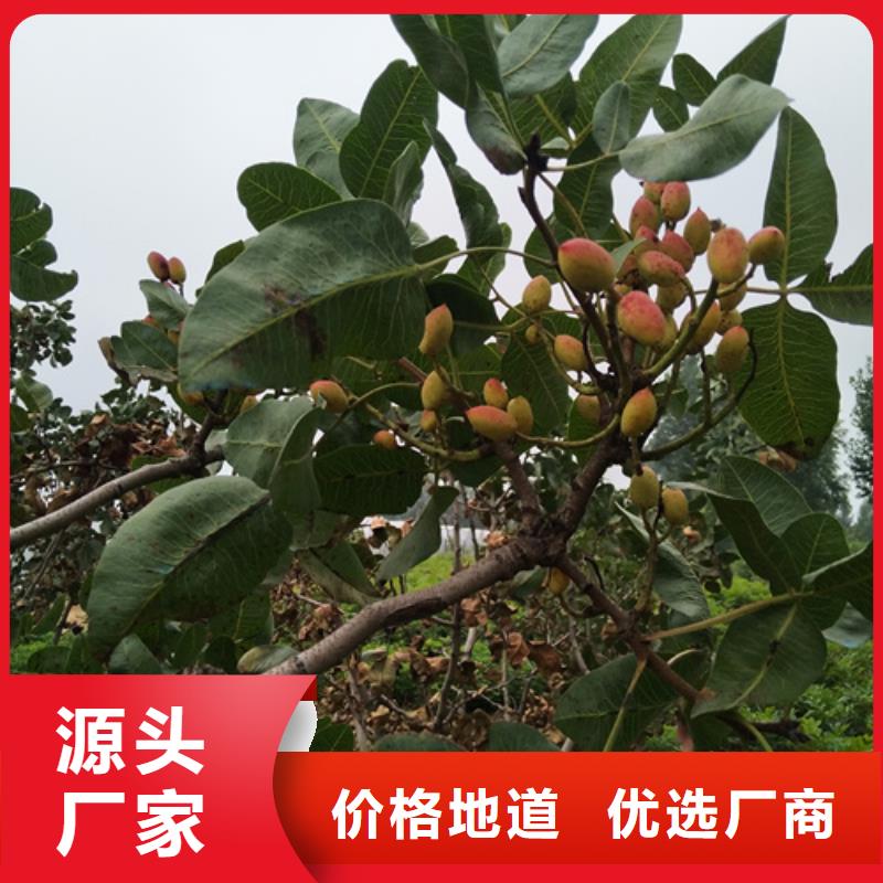 阿月渾子種植基地