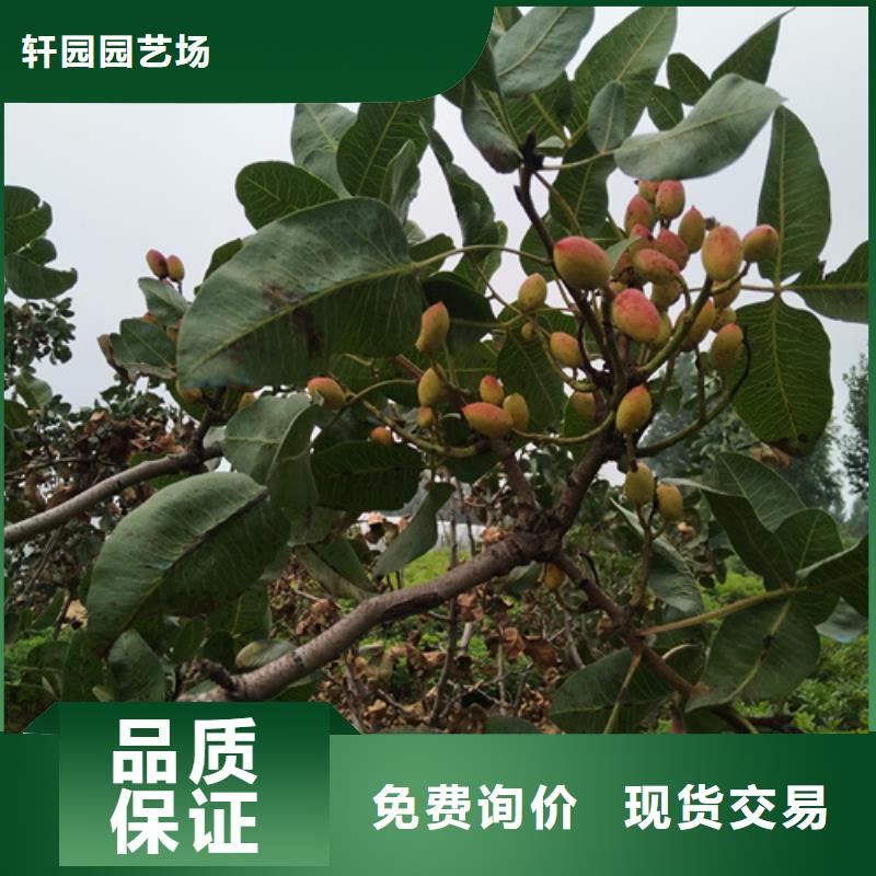 石榴树视频-石榴树|重庆市|渝中|奉节|璧山|綦江|长寿