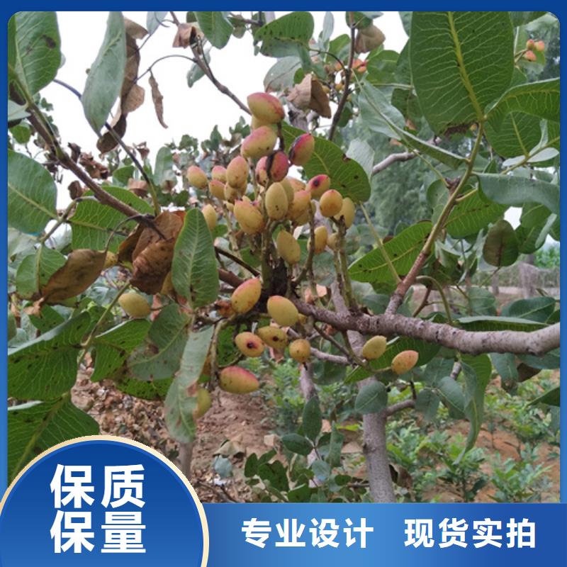 石榴树视频-石榴树|重庆市|渝中|奉节|璧山|綦江|长寿