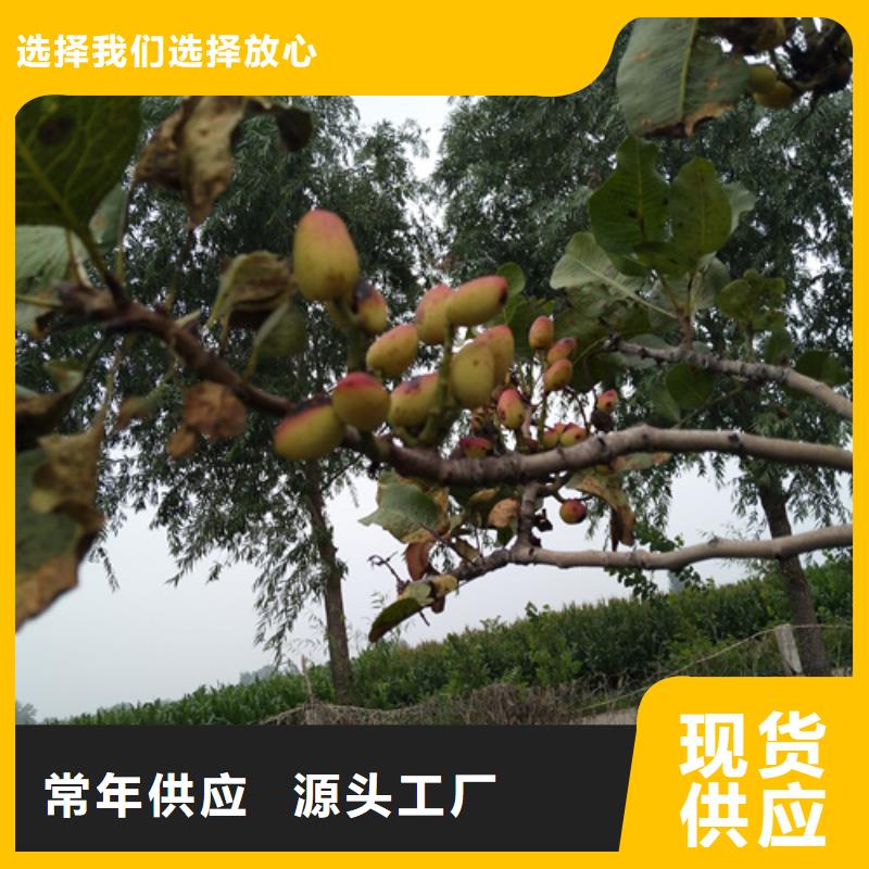 阿月渾子免費咨詢