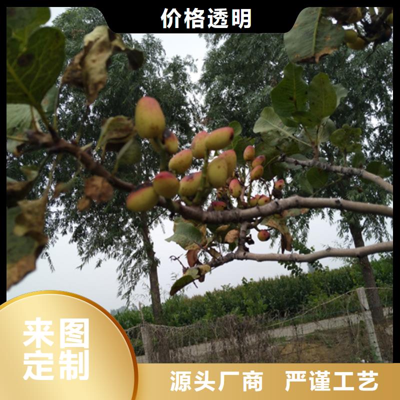 開心果樹苗適合種植地區