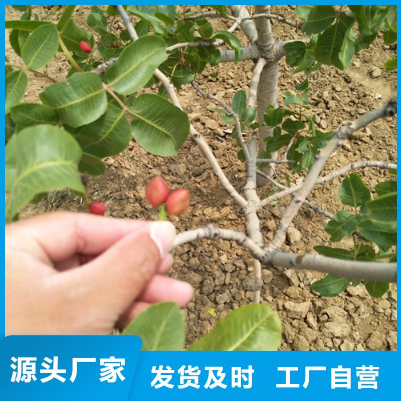 開心果,櫻桃苗性價比高