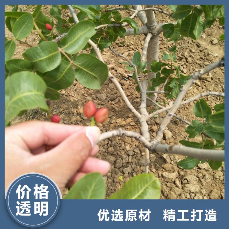 開心果板栗苗質量不佳盡管來找我