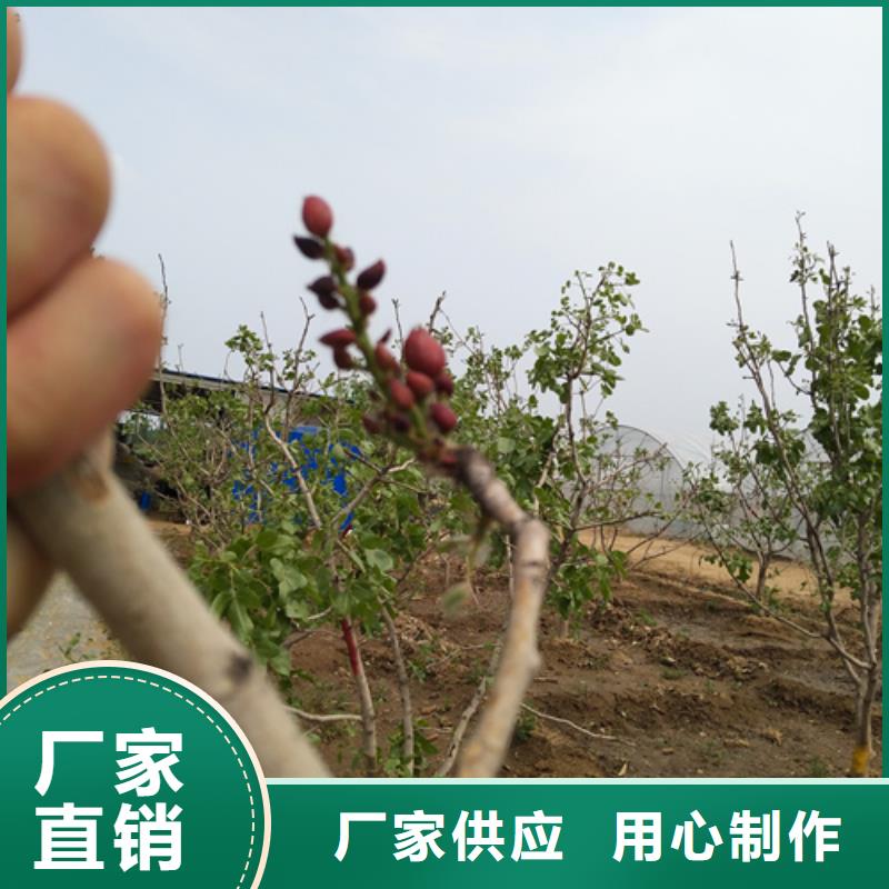 開心果苗當(dāng)年結(jié)果樹