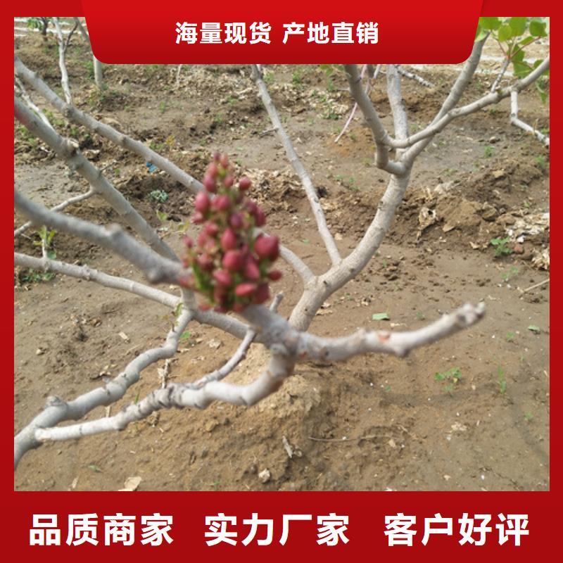 阿月渾子基地直銷
