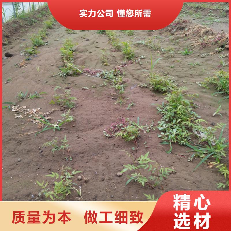 開心果適合種植地區(qū)