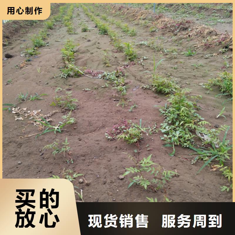 石榴树视频-广东省河源市轩园石榴树可服务区域紫金|连平|汕头|深圳|惠州|梅州|湛江|江门|肇庆等