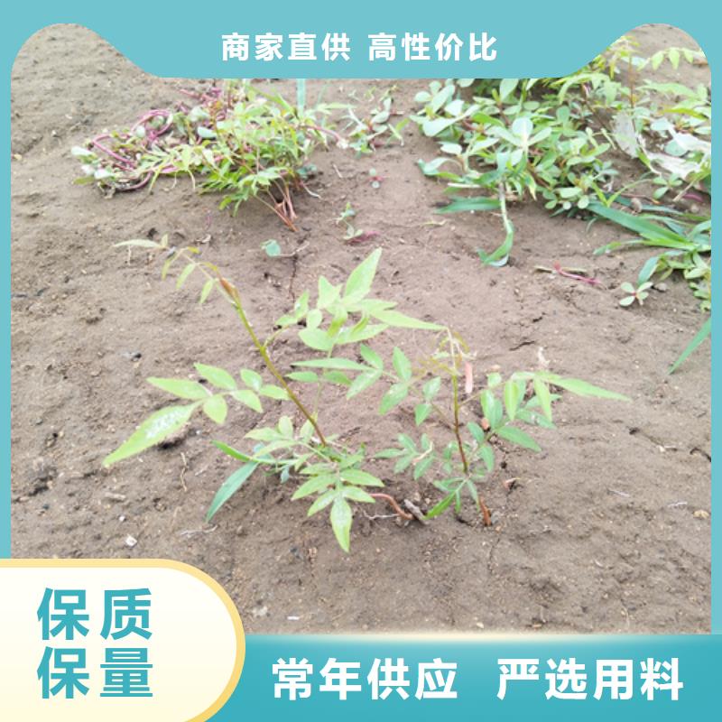 阿月渾子基地直銷