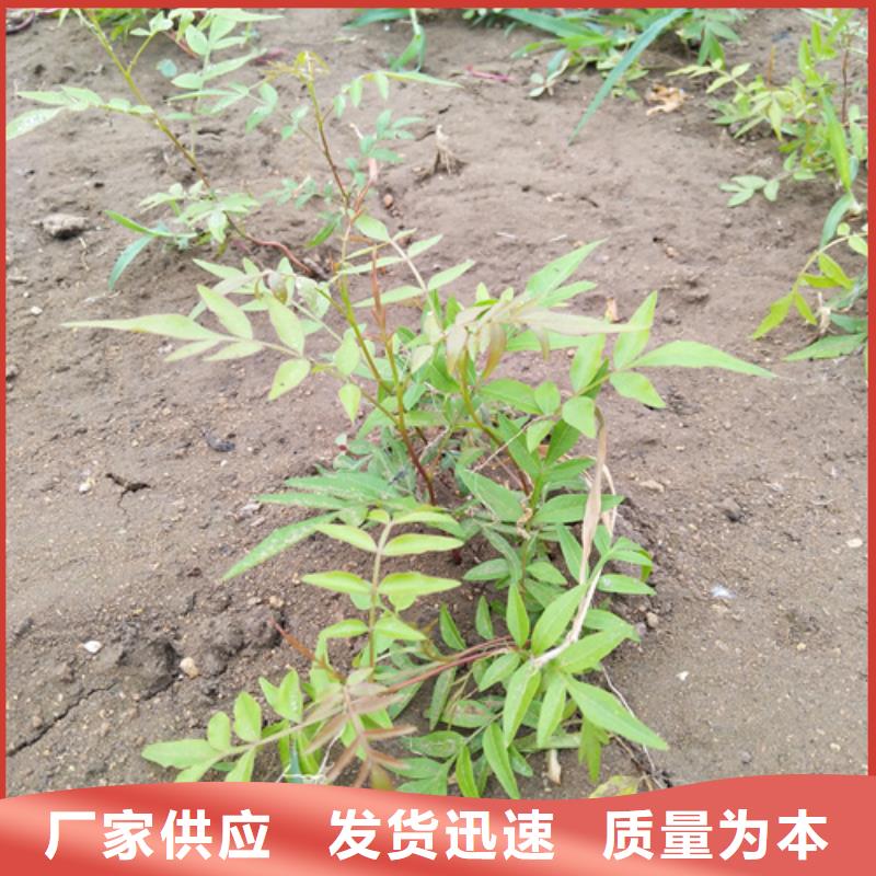 【開心果紅顏草莓口碑好實力強】
