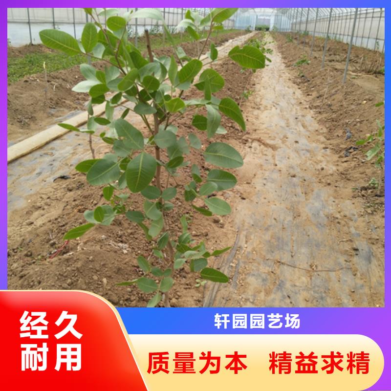 石榴树视频-石榴树|重庆市|渝中|奉节|璧山|綦江|长寿