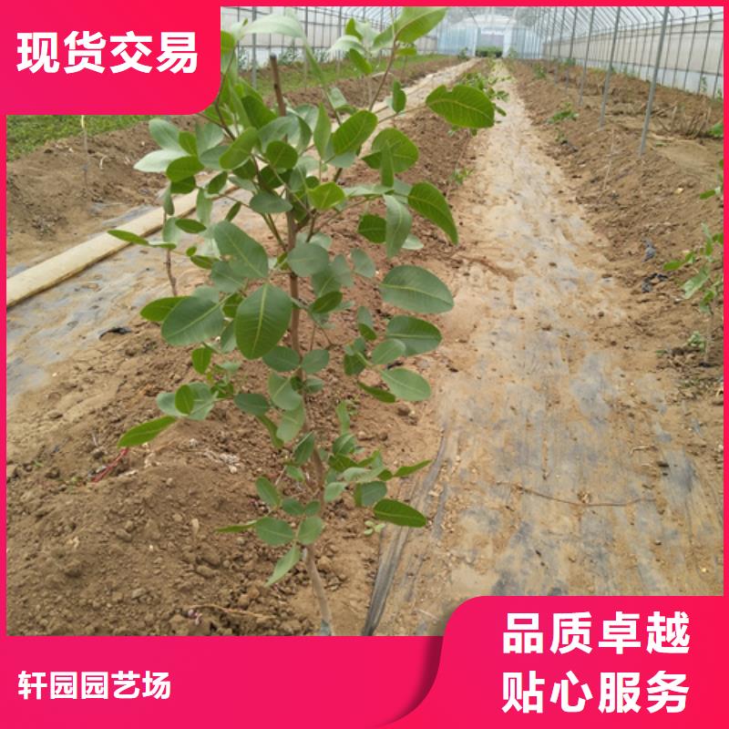 阿月渾子基地直銷