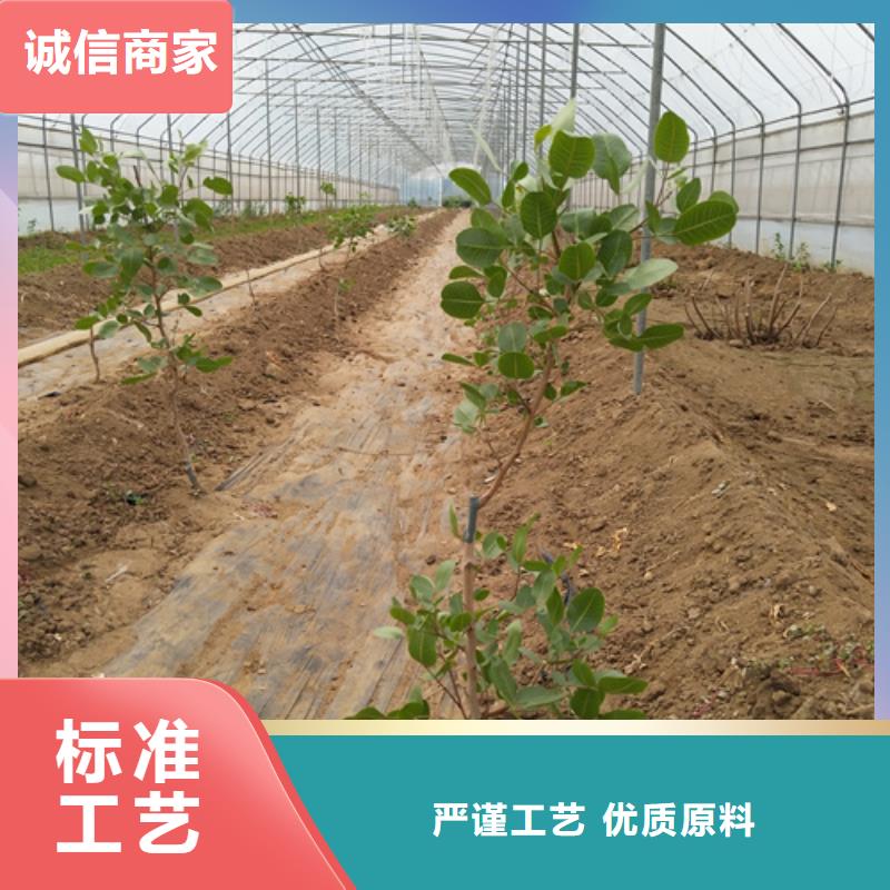 开心果-桃树苗支持定制贴心售后