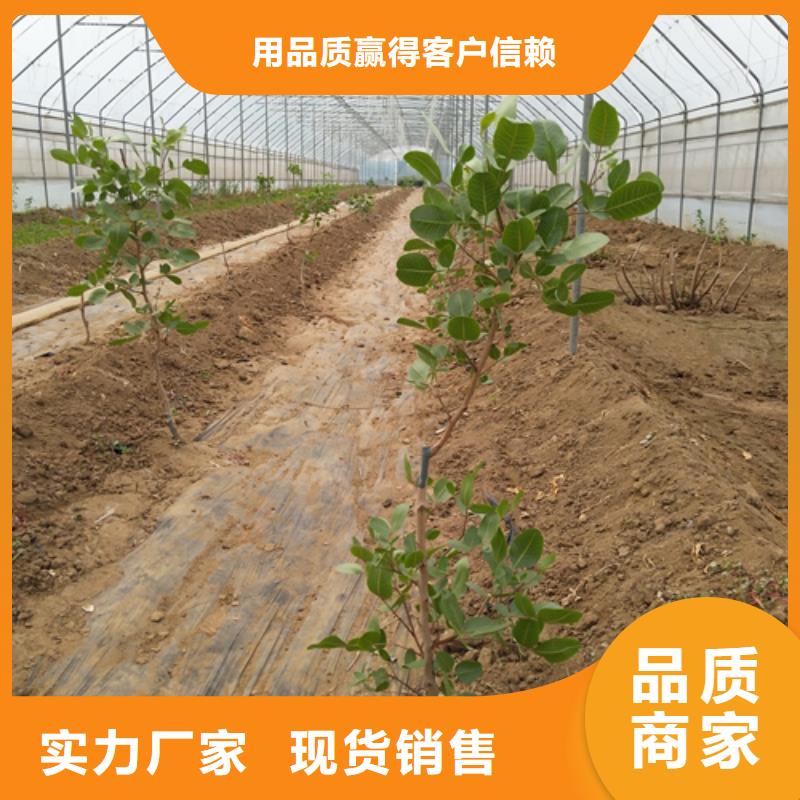 開心果苗怎么賣批發零售