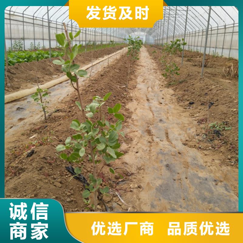 開心果苗成活率高