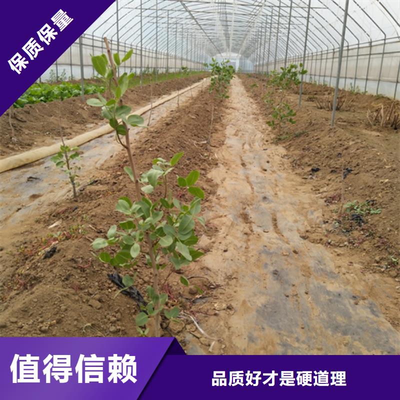 開心果樹苗免費咨詢