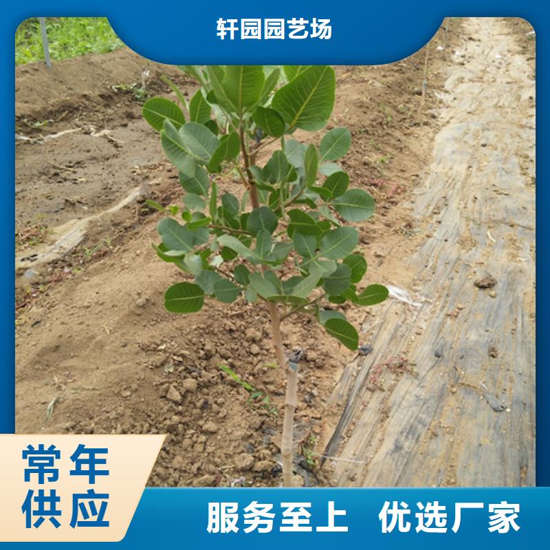 石榴树视频-石榴树|重庆市|渝中|奉节|璧山|綦江|长寿
