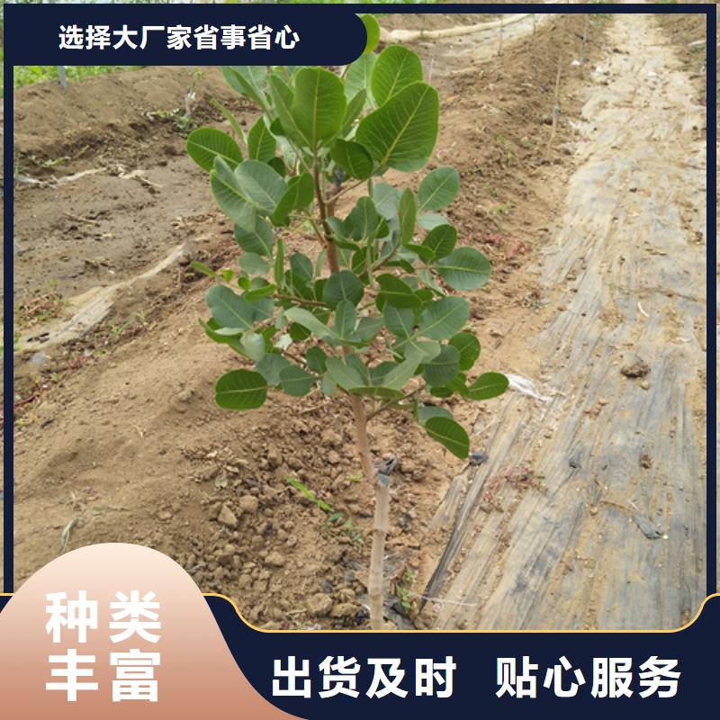 開心果樹苗免費咨詢