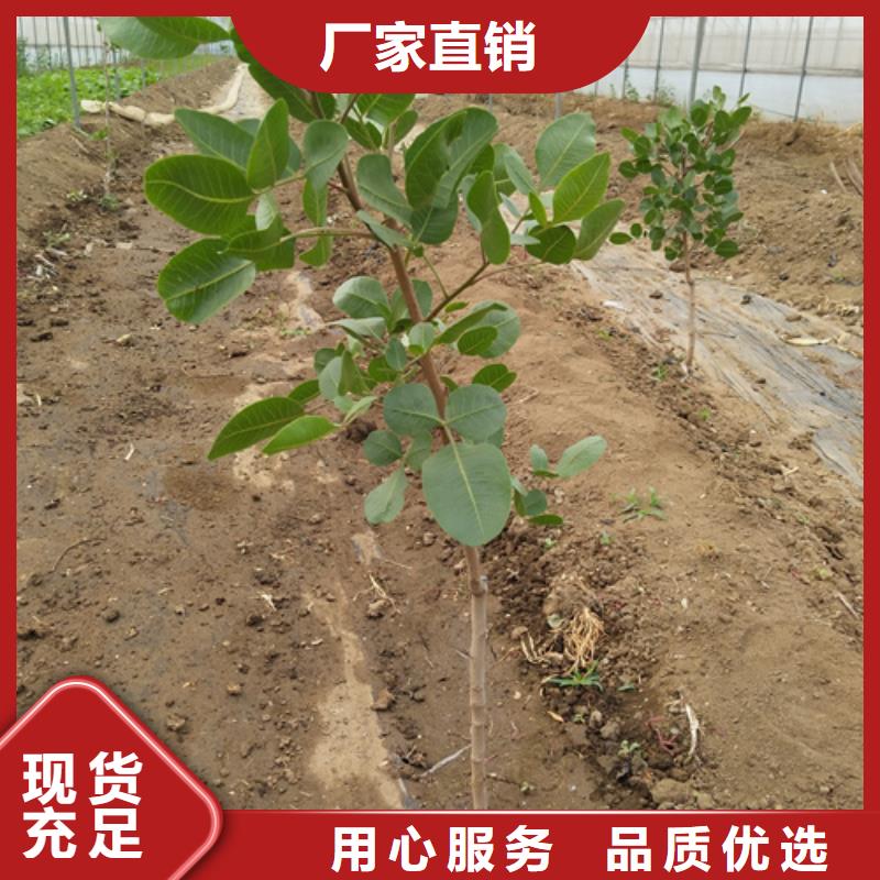 開心果-桃樹苗支持定制貼心售后