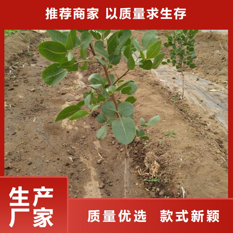 開心果樹苗適合種植地區