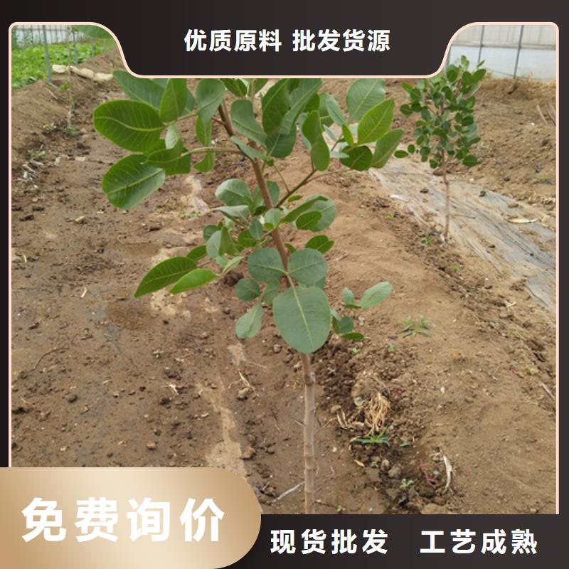 開心果苗怎么賣批發零售