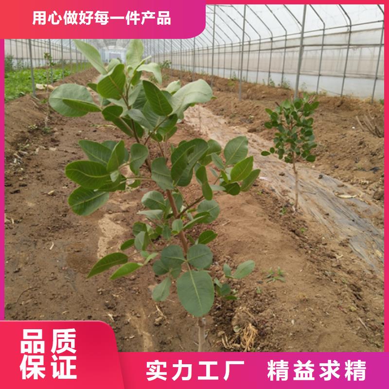 開心果適合種植地區(qū)