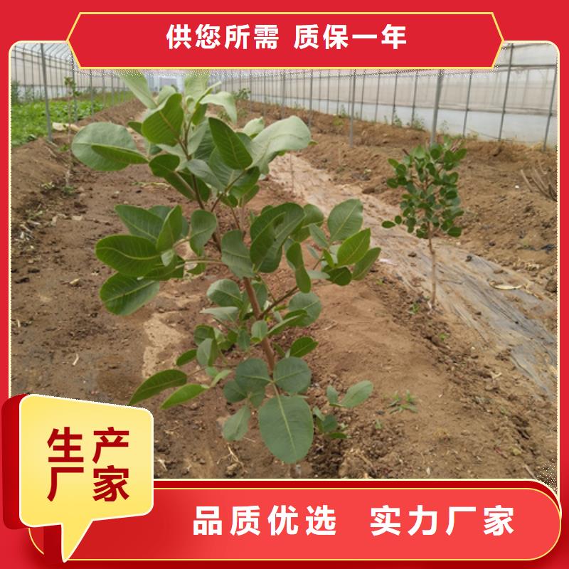 石榴树视频-广东省河源市轩园石榴树可服务区域紫金|连平|汕头|深圳|惠州|梅州|湛江|江门|肇庆等