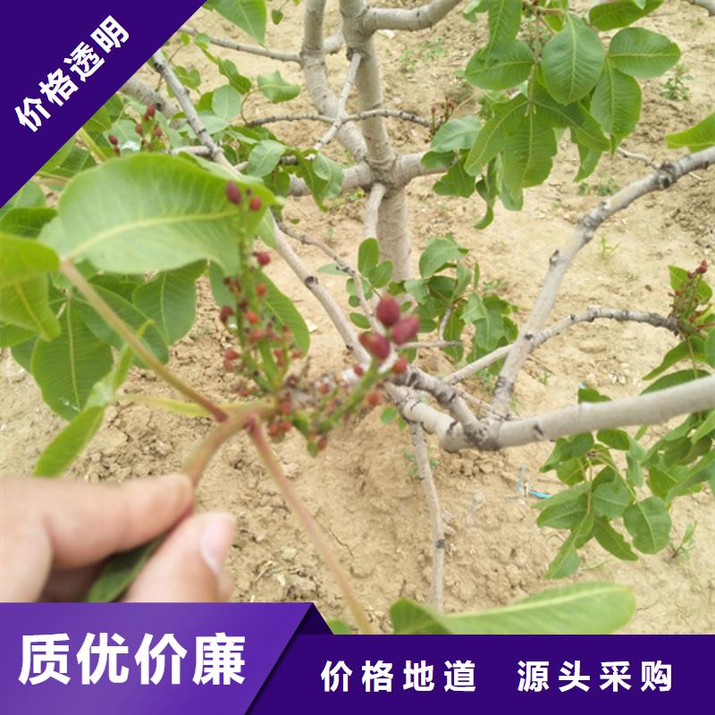 石榴树视频-石榴树|重庆市|渝中|奉节|璧山|綦江|长寿