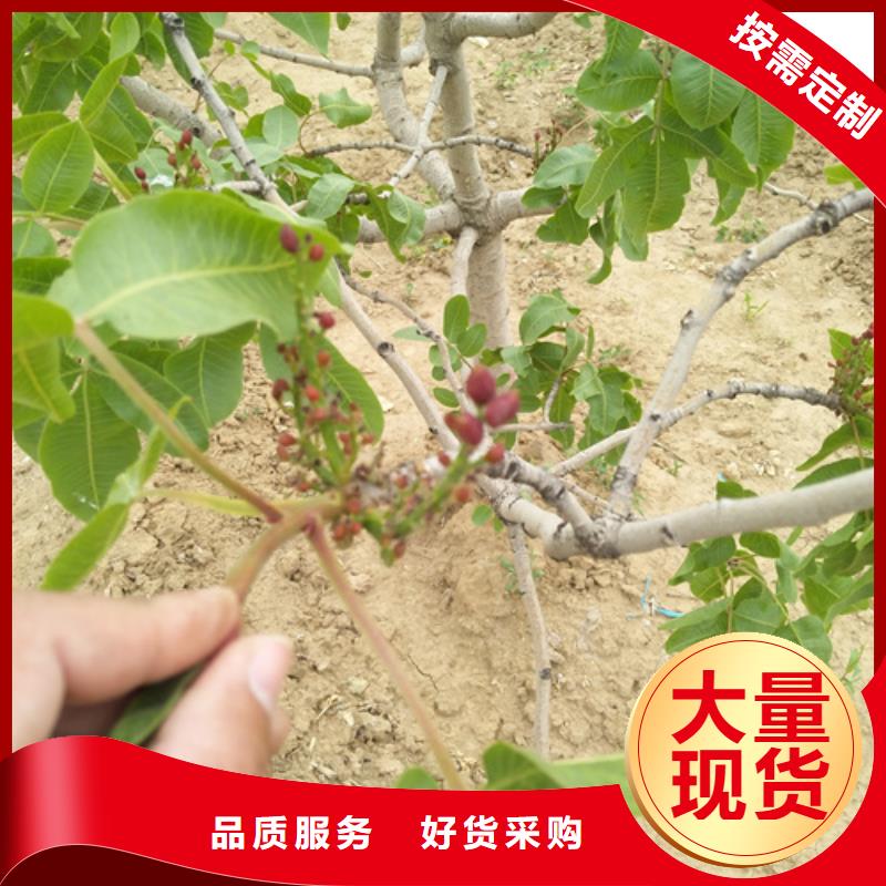 阿月渾子種植基地