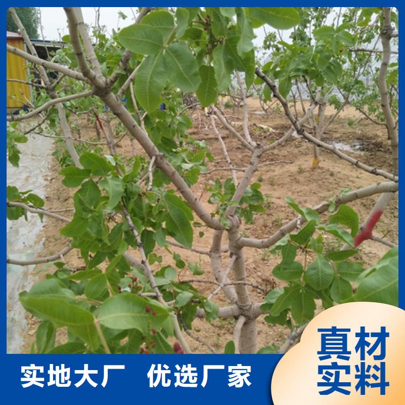阿月渾子免費咨詢