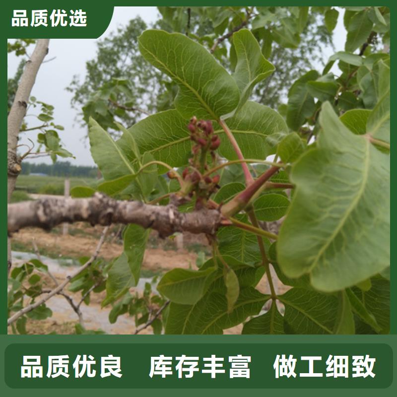 阿月渾子樹苗多少錢一棵