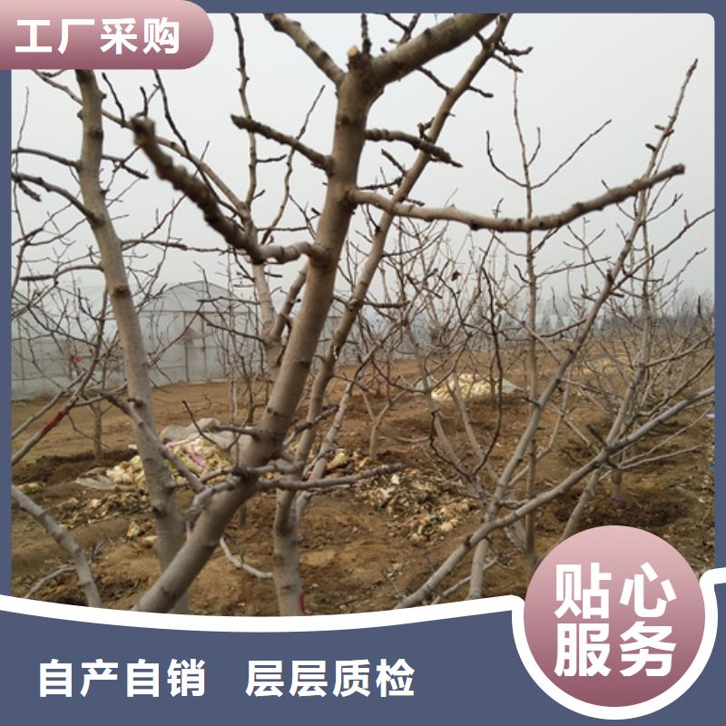 開心果櫻桃苗品質可靠