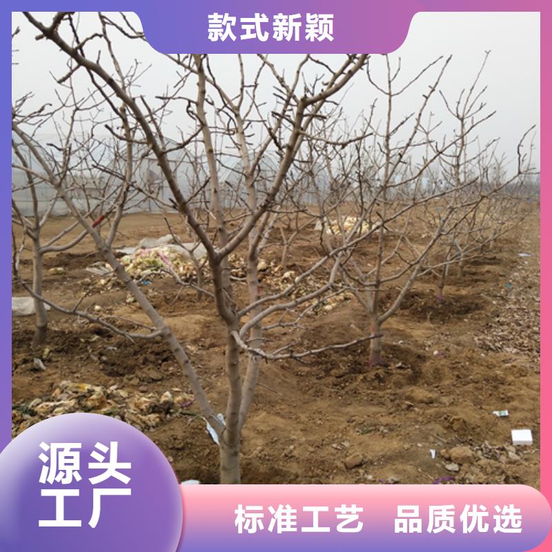 開心果櫻桃苗品質可靠