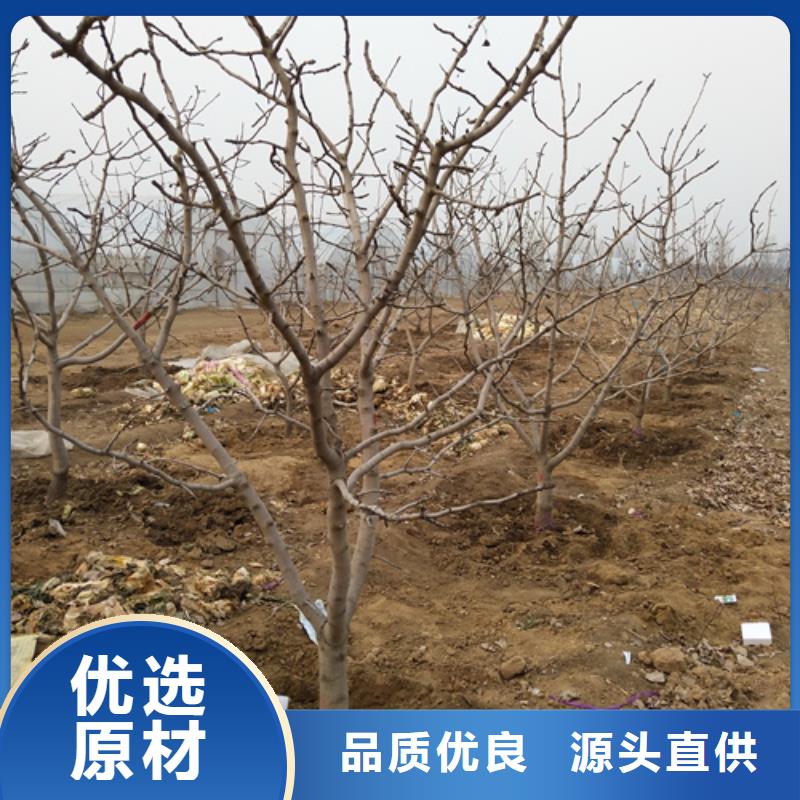 阿月渾子種植基地
