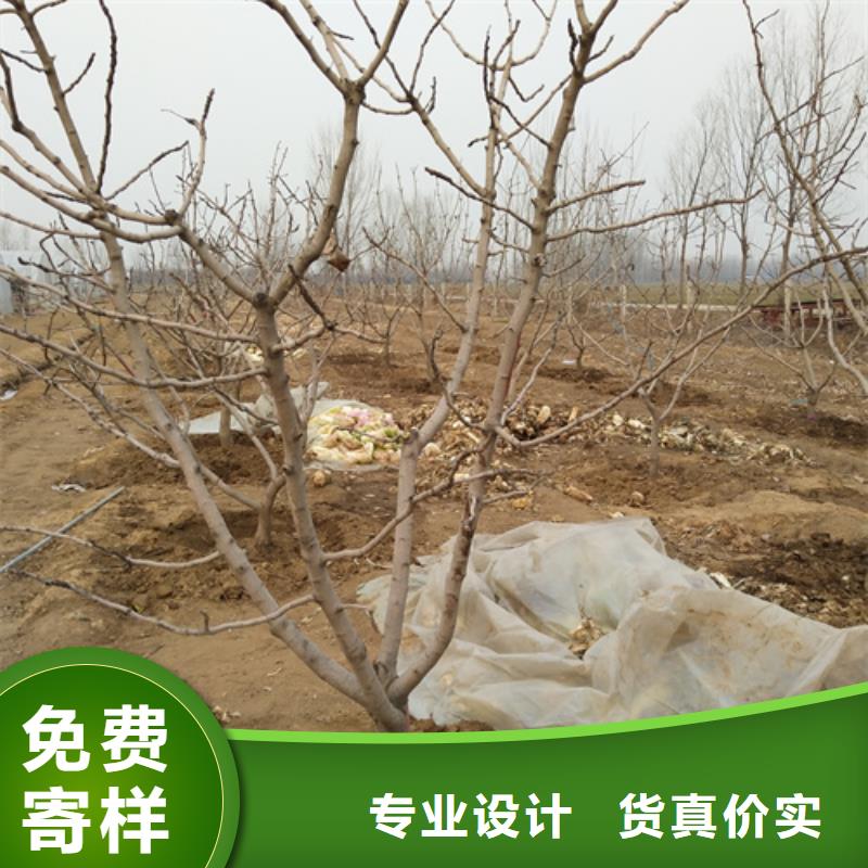 阿月渾子免費咨詢