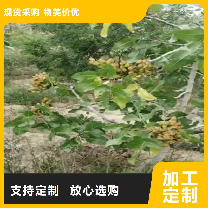 开心果-桃树苗支持定制贴心售后