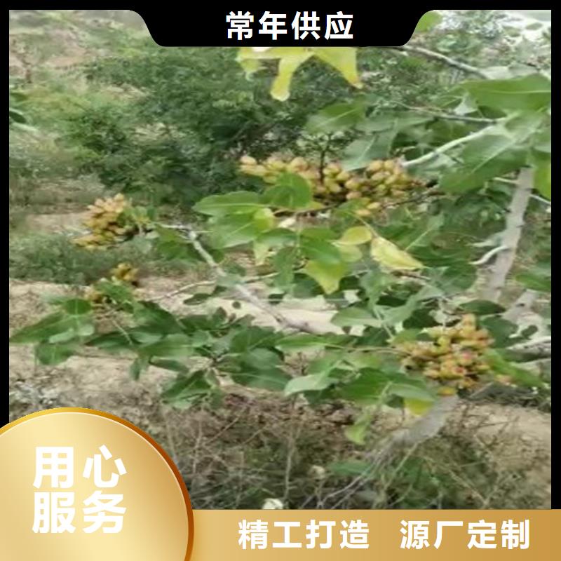 開心果樹苗適合種植地區