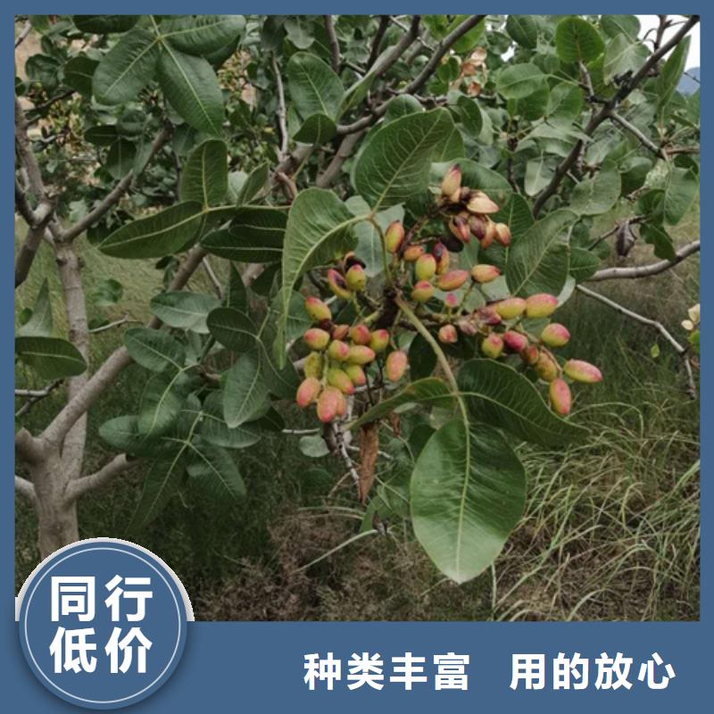 開心果-桃樹苗支持定制貼心售后