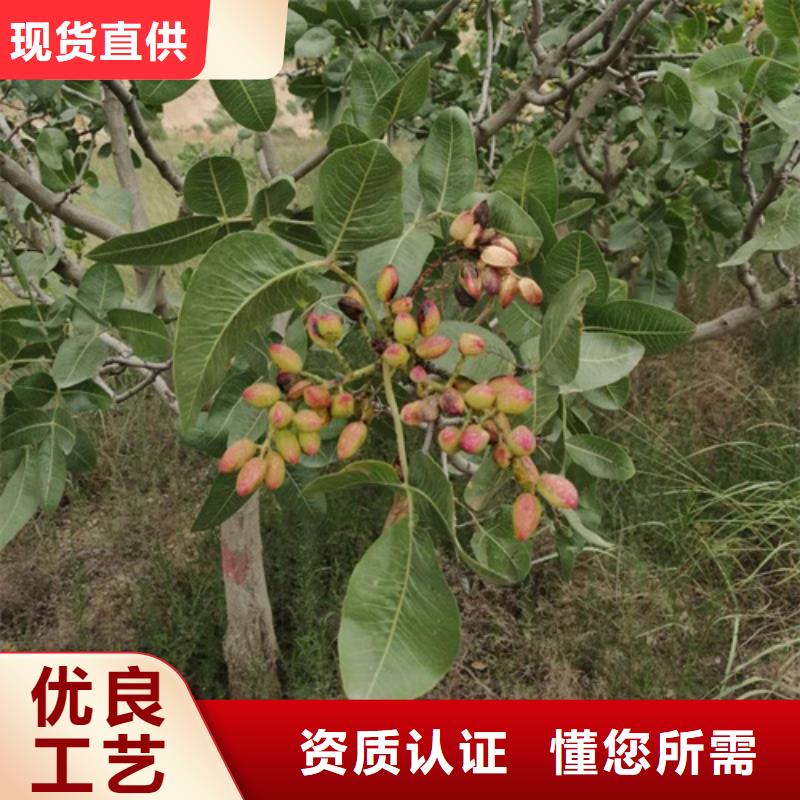 石榴树视频-广东省河源市轩园石榴树可服务区域紫金|连平|汕头|深圳|惠州|梅州|湛江|江门|肇庆等