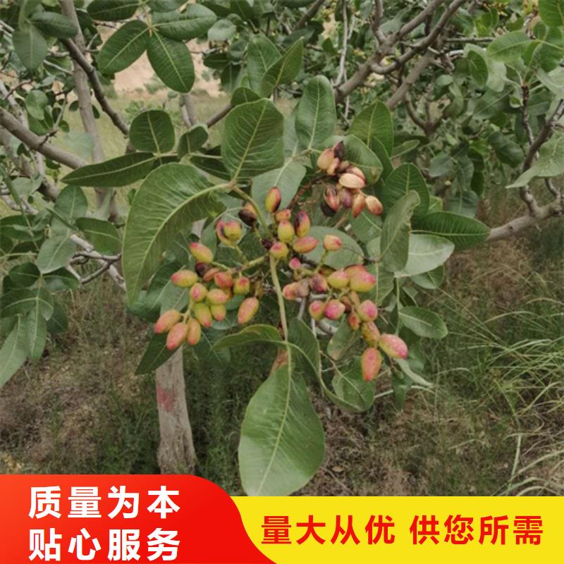 石榴树视频-石榴树-直辖重庆市忠县|长寿|九龙坡|南川(同城)制造商
